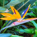 Bird of Paradise