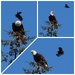 Hey! You! Get offa my tree!