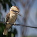 Kookaburra sits on the electric wire