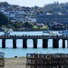 Cormorants
