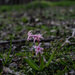 Volunteer hyacinth