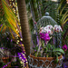 Caged orchids