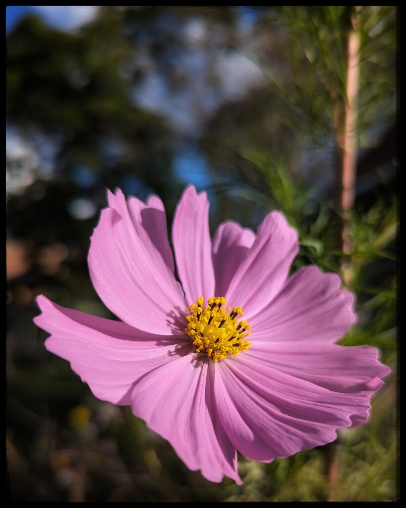 Cosmos by elf