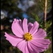 Cosmos
