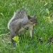 Mischievous little tree rat... by marlboromaam
