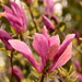 Magnolia Susan~~~~~~