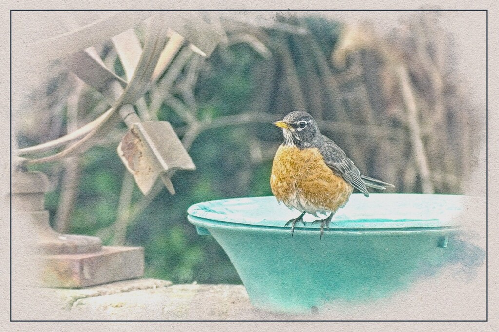 Robin at the Bird Bath by gardencat