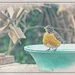 Robin at the Bird Bath