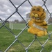 Garfield Is on the Fence (Single Subject #24)