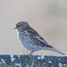 Ring on its Leg