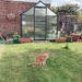 Greenhouse. Hunter cat. Newly mowed lawn. Flowers. 