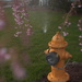 Spring evening 