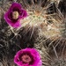 4 22 Cactus flower 