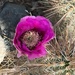 4 22 Hedgehog cactus flower