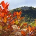 Bushy Hermitage