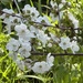 Cherry Blossom