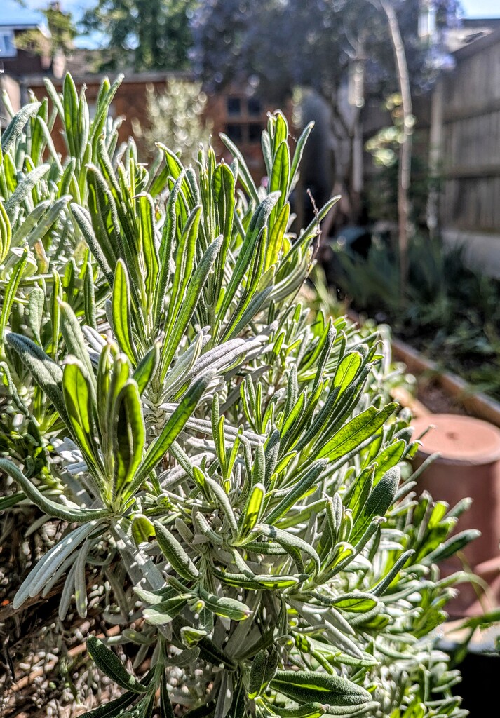 Fresh lavender leaves by boxplayer