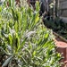 Fresh lavender leaves