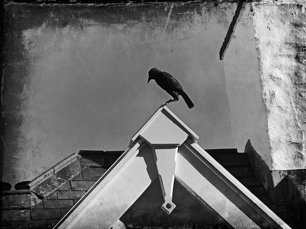 The Crow by ajisaac