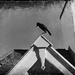 The Crow