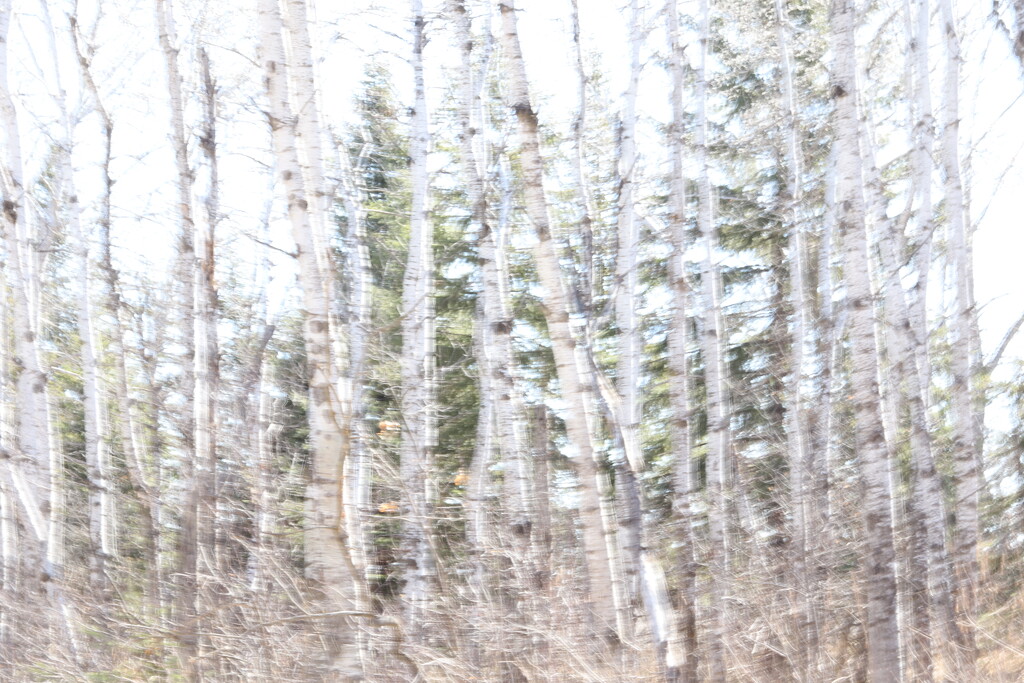 Poplars by ikik