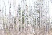 24th Apr 2025 - Poplars