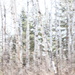 Poplars