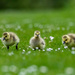 In triplicate