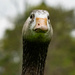 Mr nosey