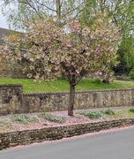 24th Apr 2025 - Pink snow