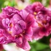 Last of the Tulips 