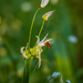 Spring flower
