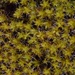 Star Moss