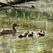 Mother and Ducklings