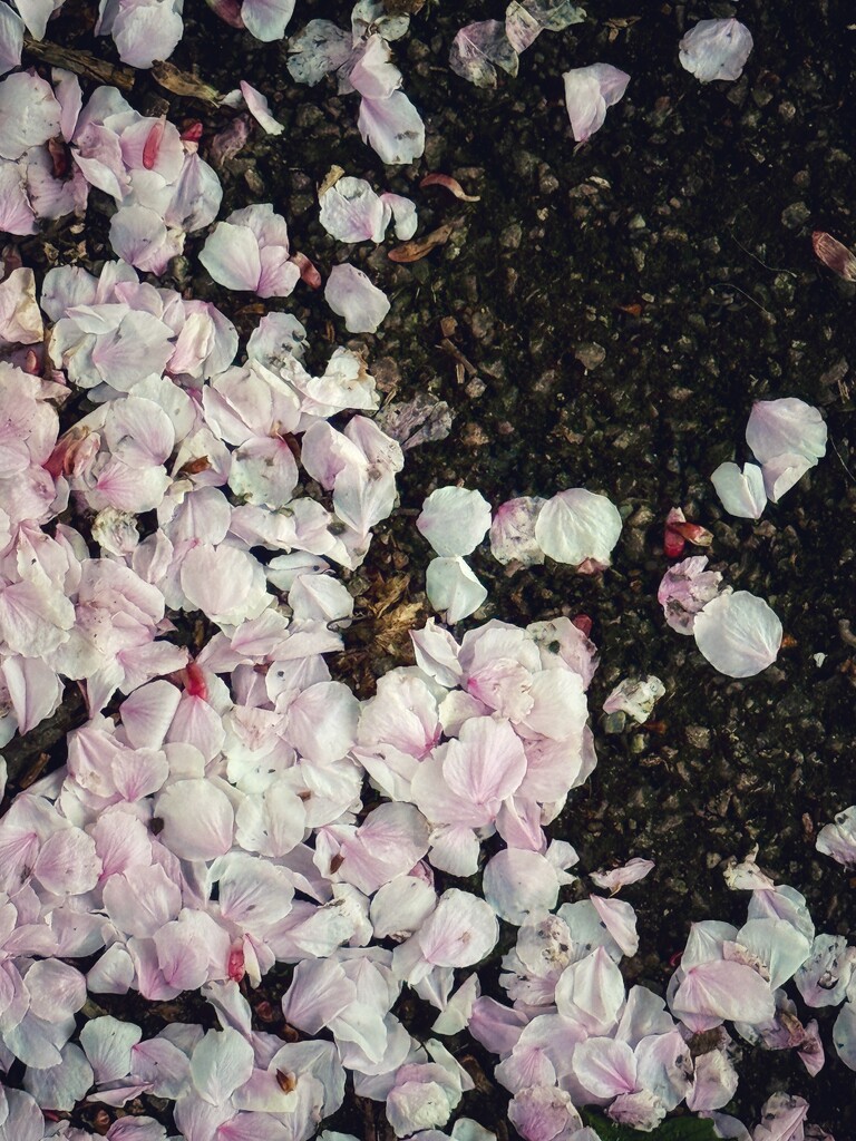 Natures confetti  by gaillambert