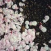 Natures confetti 