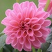 Pink Dahlia