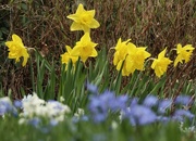 24th Apr 2025 - Someone's Front Yard