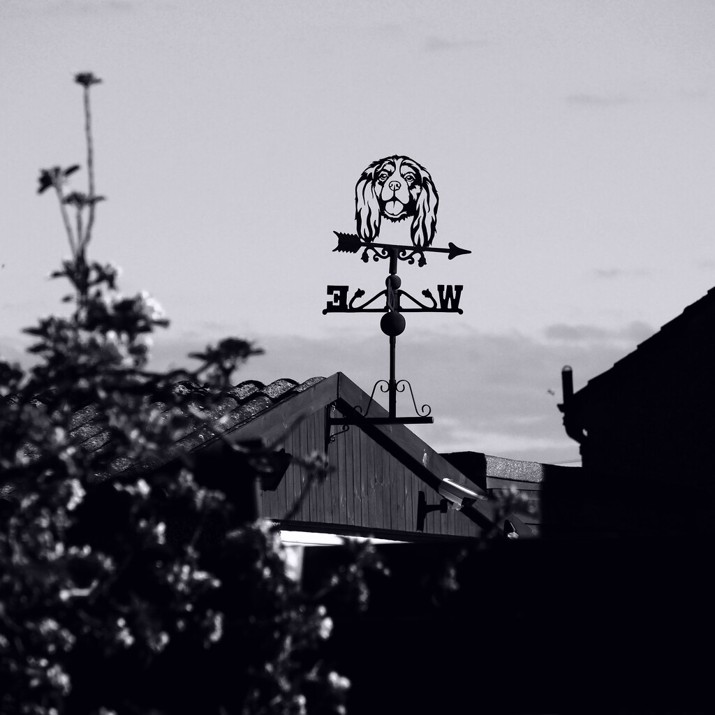 Weather vane by dgrpad