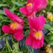 Bargain Priced Snapdragons 