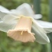 Daffodil