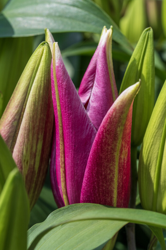 Lilies by kvphoto