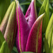 Lilies
