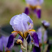 Raindrops on irises