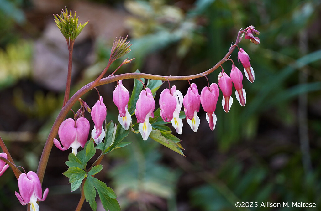 First Bleeding Hearts by falcon11