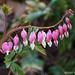 First Bleeding Hearts