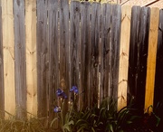 25th Apr 2025 - Don’t Fence Me In