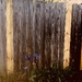 Don’t Fence Me In