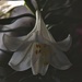 4 21 Easter lily inside