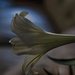 4 21 Side view of Easter lily
